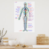 Diagramm des menschlichen Kreislaufsystems Poster (Küche)