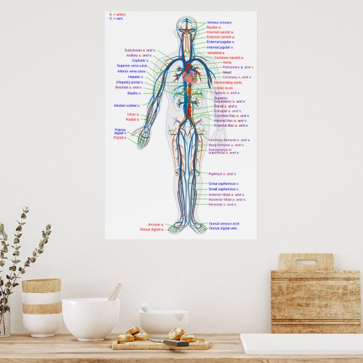 Diagramm des menschlichen Kreislaufsystems Poster (Küche)