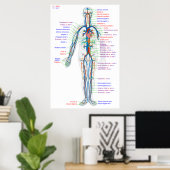 Diagramm des menschlichen Kreislaufsystems Poster (Heimbüro)