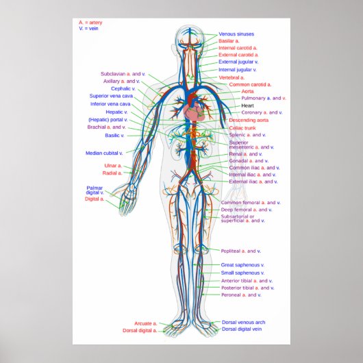Diagramm des menschlichen Kreislaufsystems Poster (Vorne)