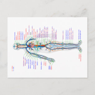 Diagramm des menschlichen Kreislaufsystems Postkarte