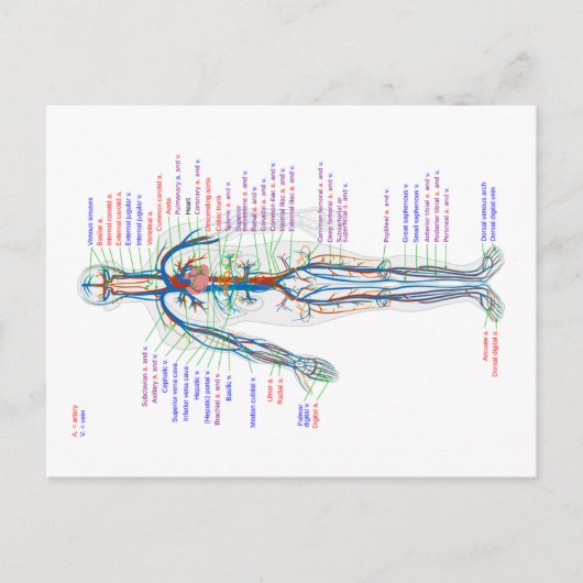 Diagramm des menschlichen Kreislaufsystems Postkarte (Vorderseite)