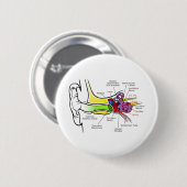 Diagramm des menschlichen Ohrs mit Cochlear-Freque Button (Vorne & Hinten)