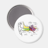 Diagramm des menschlichen Ohrs mit Cochlear-Freque Magnet (Vorderseite/Rückseite)