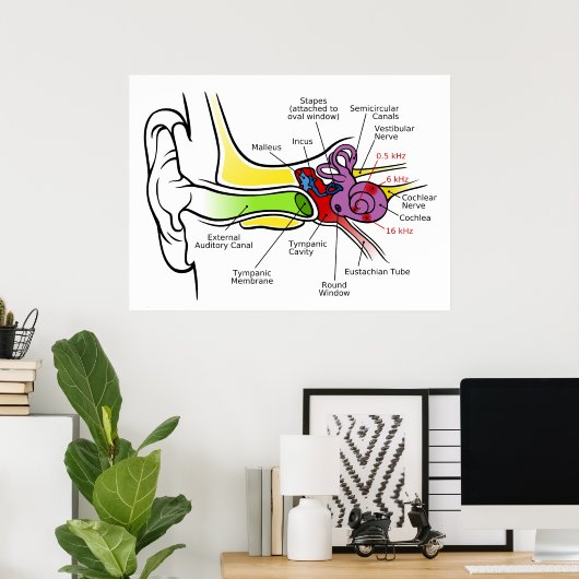 Diagramm des menschlichen Ohrs mit Cochlear-Freque Poster (Heimbüro)