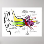 Diagramm des menschlichen Ohrs mit Cochlear-Freque Poster (Vorne)