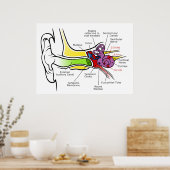 Diagramm des menschlichen Ohrs mit Cochlear-Freque Poster (Küche)