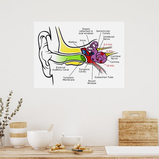 Diagramm des menschlichen Ohrs mit Cochlear-Freque Poster (Küche)