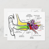 Diagramm des menschlichen Ohrs mit Cochlear-Freque Postkarte (Vorne/Hinten)