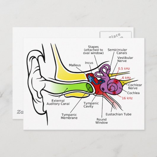 Diagramm des menschlichen Ohrs mit Cochlear-Freque Postkarte (Vorne/Hinten)