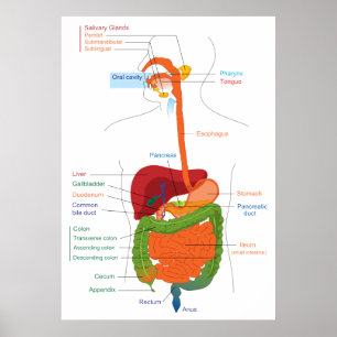 Diagramm des menschlichen Verdauungssystems Poster
