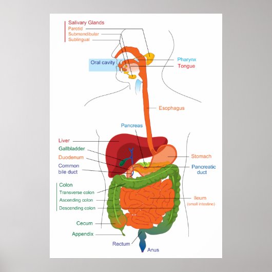 Diagramm des menschlichen Verdauungssystems Poster (Vorne)