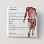 Diagramm des muskulösen Systems Button (Vorderseite)