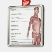 Diagramm des muskulösen Systems Ornament Aus Metall (Links)