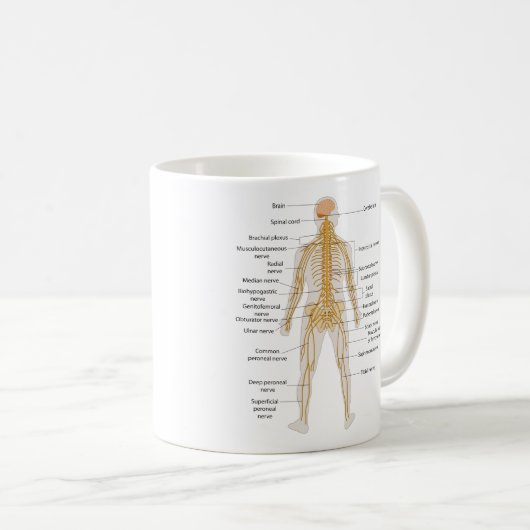Diagramm des Nervensystems des menschlichen Kaffeetasse (VorderseiteRechts)