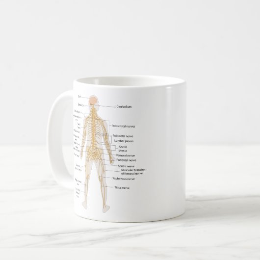 Diagramm des Nervensystems des menschlichen Kaffeetasse (Vorderseite Links)