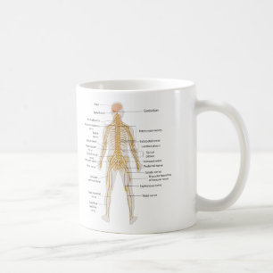 Diagramm des Nervensystems des menschlichen Kaffeetasse