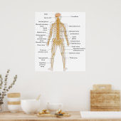 Diagramm des Nervensystems des menschlichen Körper Poster (Küche)