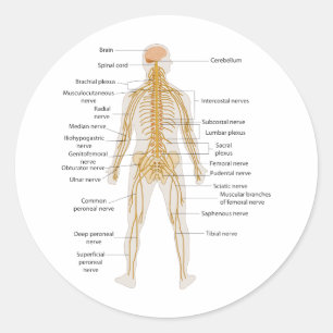 Diagramm des Nervensystems des menschlichen Runder Aufkleber