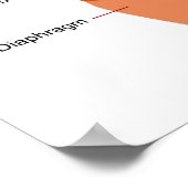 Diagramm des Respiratorischen Systems Poster (Ecke)