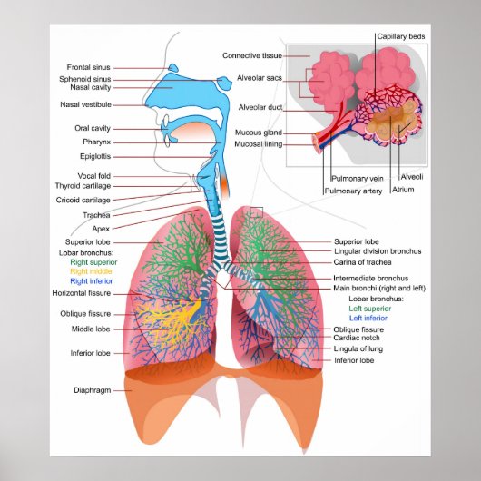 Diagramm des Respiratorischen Systems Poster (Vorne)