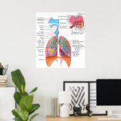 Diagramm des Respiratorischen Systems Poster (Heimbüro)