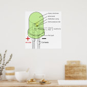 Diagramm einer 5 mm langen LED für den Leuchtdiode Poster (Küche)