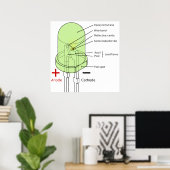 Diagramm einer 5 mm langen LED für den Leuchtdiode Poster (Heimbüro)