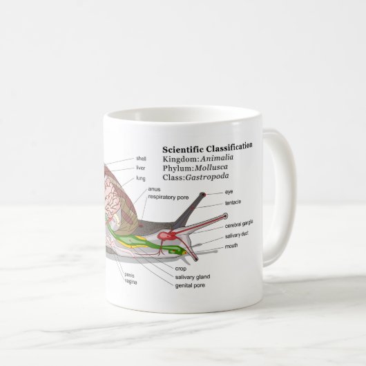 Diagramm einer allgemeinen Garten-Schnecke Kaffeetasse (VorderseiteRechts)
