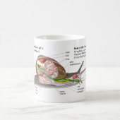 Diagramm einer allgemeinen Garten-Schnecke Kaffeetasse (Mittel)