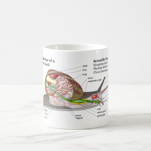 Diagramm einer allgemeinen Garten-Schnecke Kaffeetasse (Mittel)