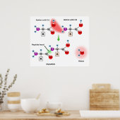 Diagramm einer Amino-Säure-Peptidknotenbildung Poster (Küche)