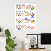 Diagramm einer einfachen DNA-Base-Exzision-Reparat Poster (Heimbüro)