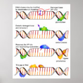 Diagramm einer einfachen DNA-Base-Exzision-Reparat Poster (Vorne)