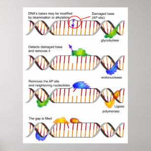 Diagramm einer einfachen DNA-Base-Exzision-Reparat Poster