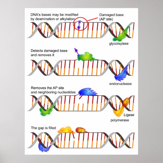 Diagramm einer einfachen DNA-Base-Exzision-Reparat Poster (Vorne)