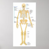Diagramm einer Frontansicht eines weiblichen Skele Poster (Vorne)
