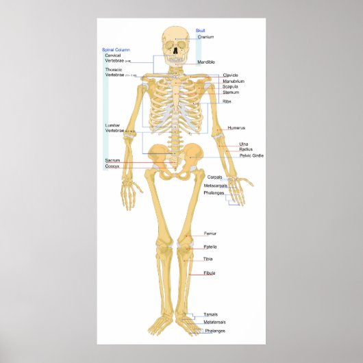 Diagramm einer Frontansicht eines weiblichen Skele Poster (Vorne)