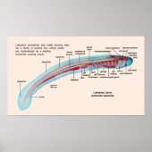 Diagramm einer Lamprey-Art Larva Poster (Vorne)