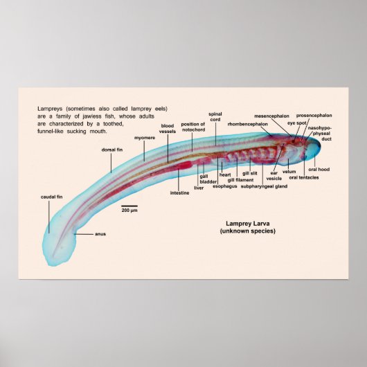 Diagramm einer Lamprey-Art Larva Poster (Vorne)