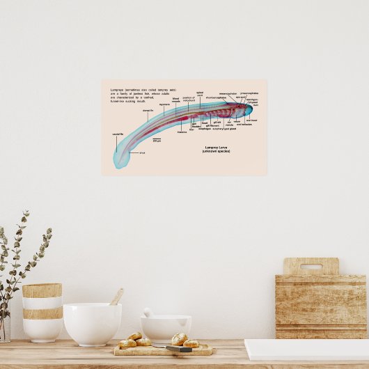 Diagramm einer Lamprey-Art Larva Poster (Küche)
