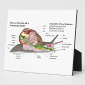 Diagramm einer Schnecke aus einem gemeinsamen Gart Fotoplatte (Seite)