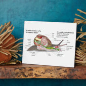 Diagramm einer Schnecke aus einem gemeinsamen Gart Fotoplatte (Seite)