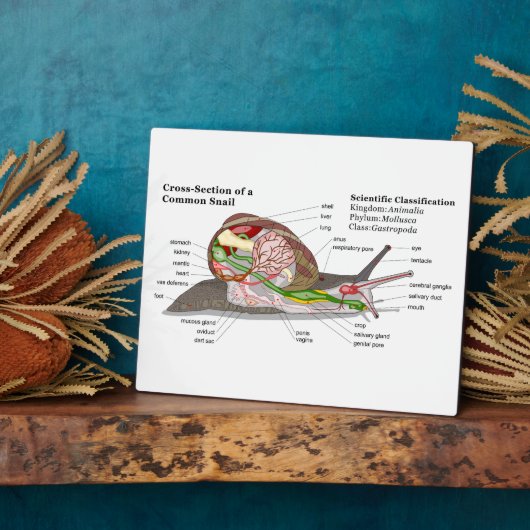 Diagramm einer Schnecke aus einem gemeinsamen Gart Fotoplatte (Seite)