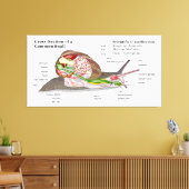 Diagramm einer Schnecke aus einem gemeinsamen Gart Leinwanddruck (Insitu (Wohnzimmer))