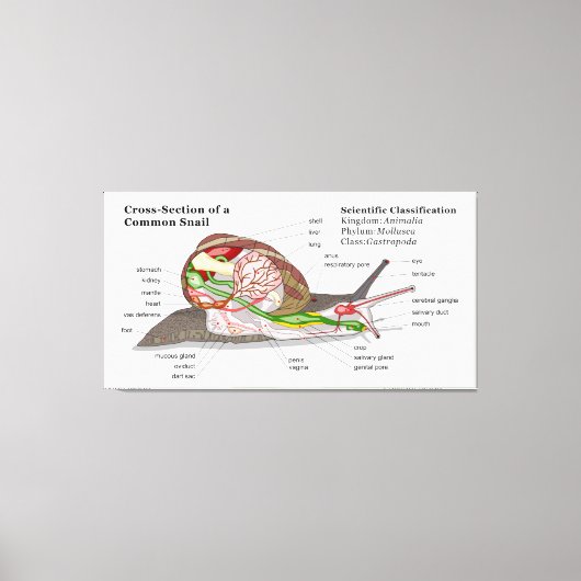 Diagramm einer Schnecke aus einem gemeinsamen Gart Leinwanddruck (Vorderseite)