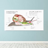 Diagramm einer Schnecke aus einem gemeinsamen Gart Leinwanddruck (Insitu (Holzboden))