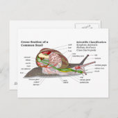Diagramm einer Schnecke aus einem gemeinsamen Gart Postkarte (Vorne/Hinten)