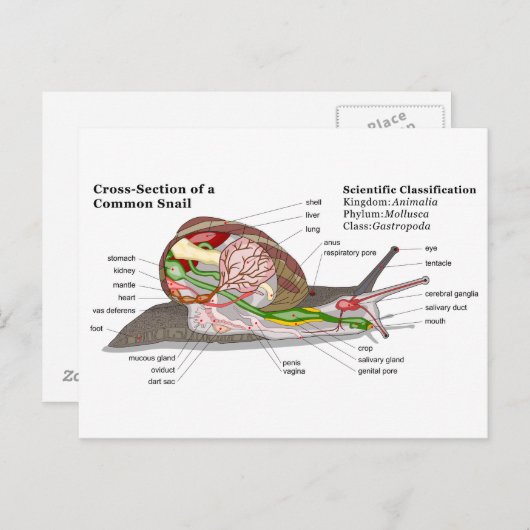 Diagramm einer Schnecke aus einem gemeinsamen Gart Postkarte (Vorne/Hinten)