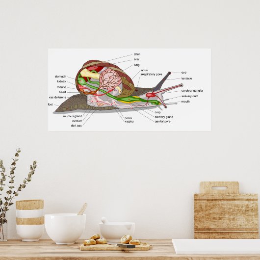 Diagramm einer Schnecke Helix Aspersa Mollusk Poster (Küche)